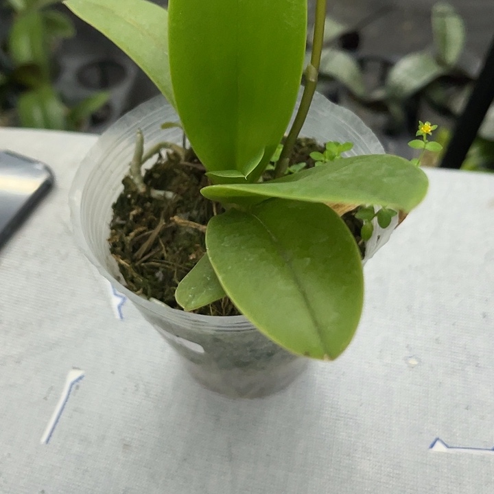 叮*猫蝴蝶兰蓝星3.0带剑