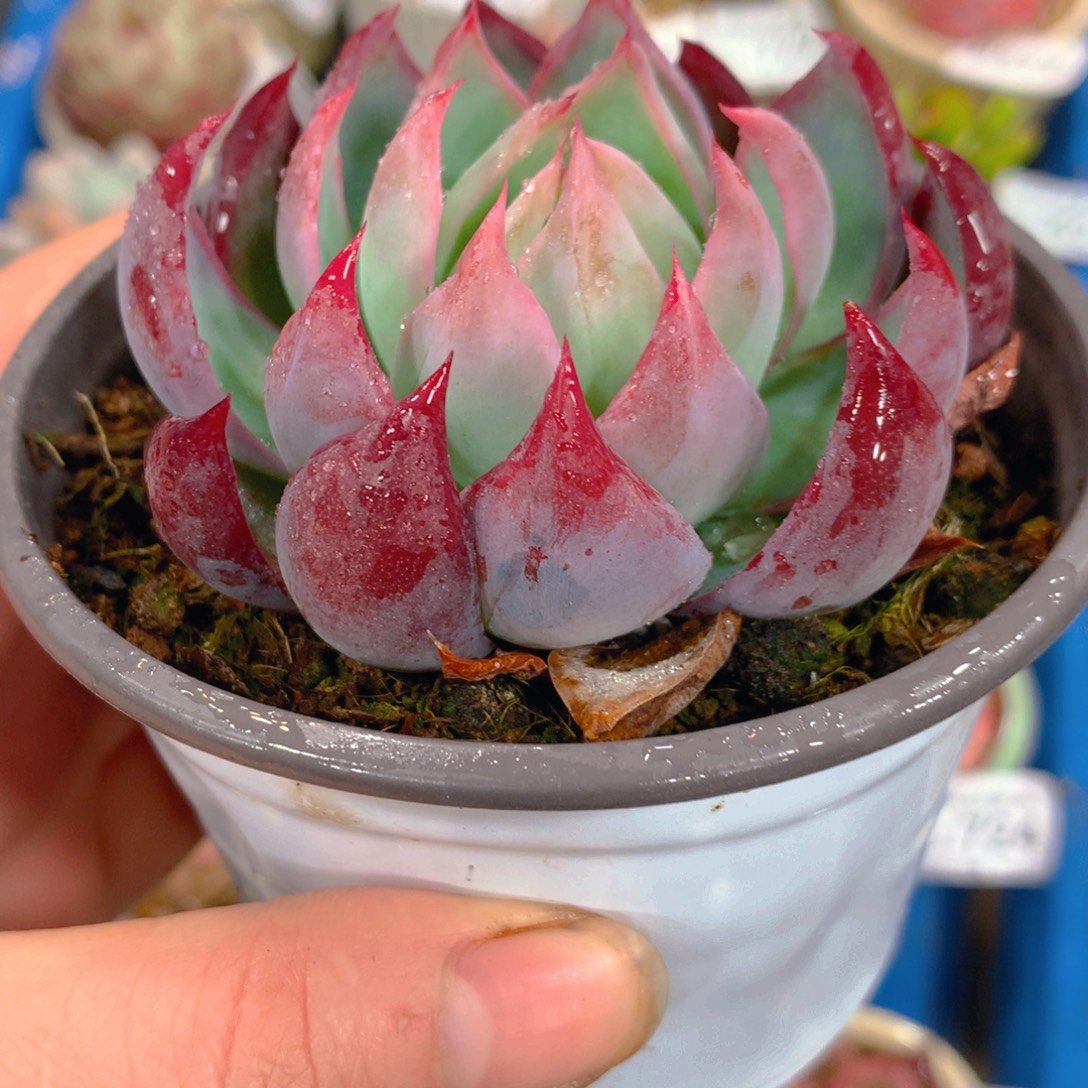 6667。一物一拍  精品多肉