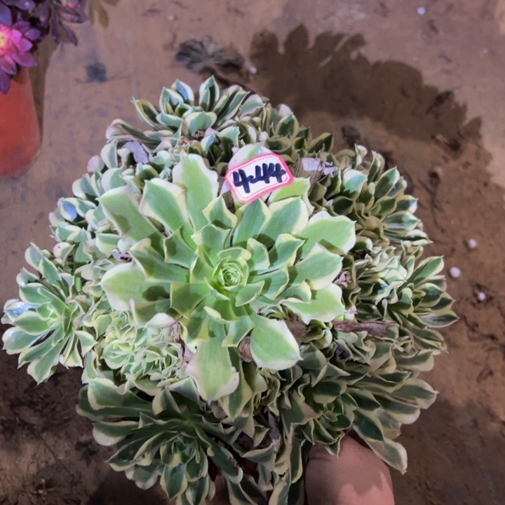 白凤多肉植物4-44
