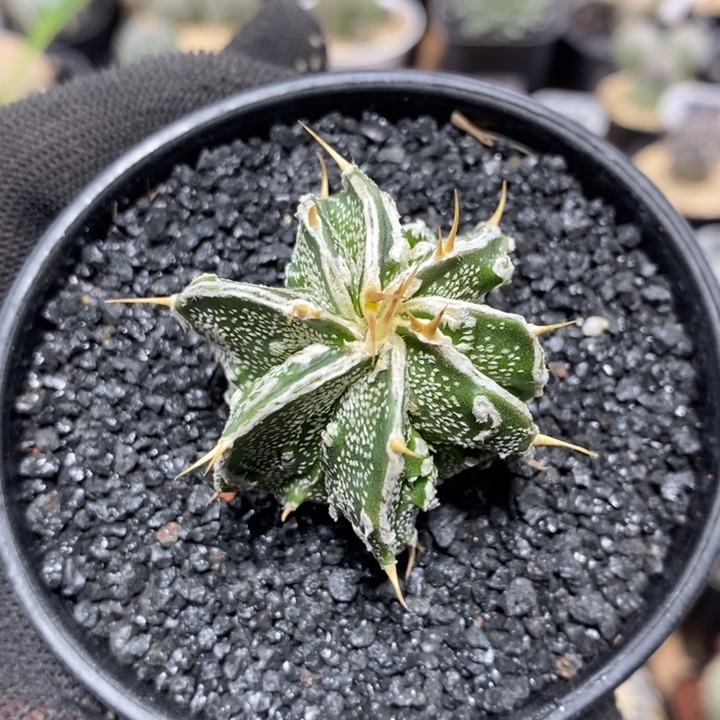 实生核桃般若549号3.8cm