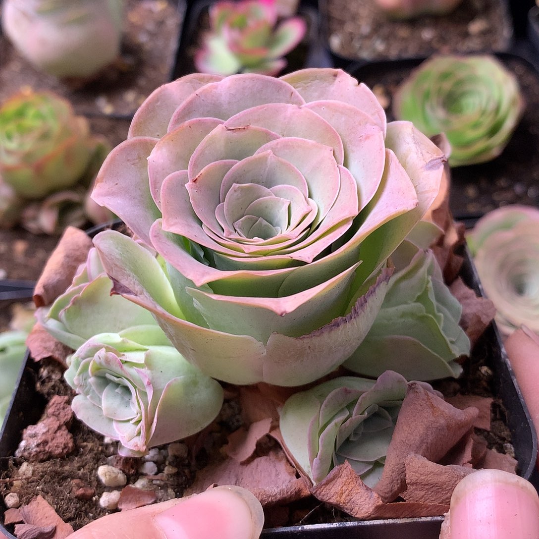 一物一拍星辰紫芙733