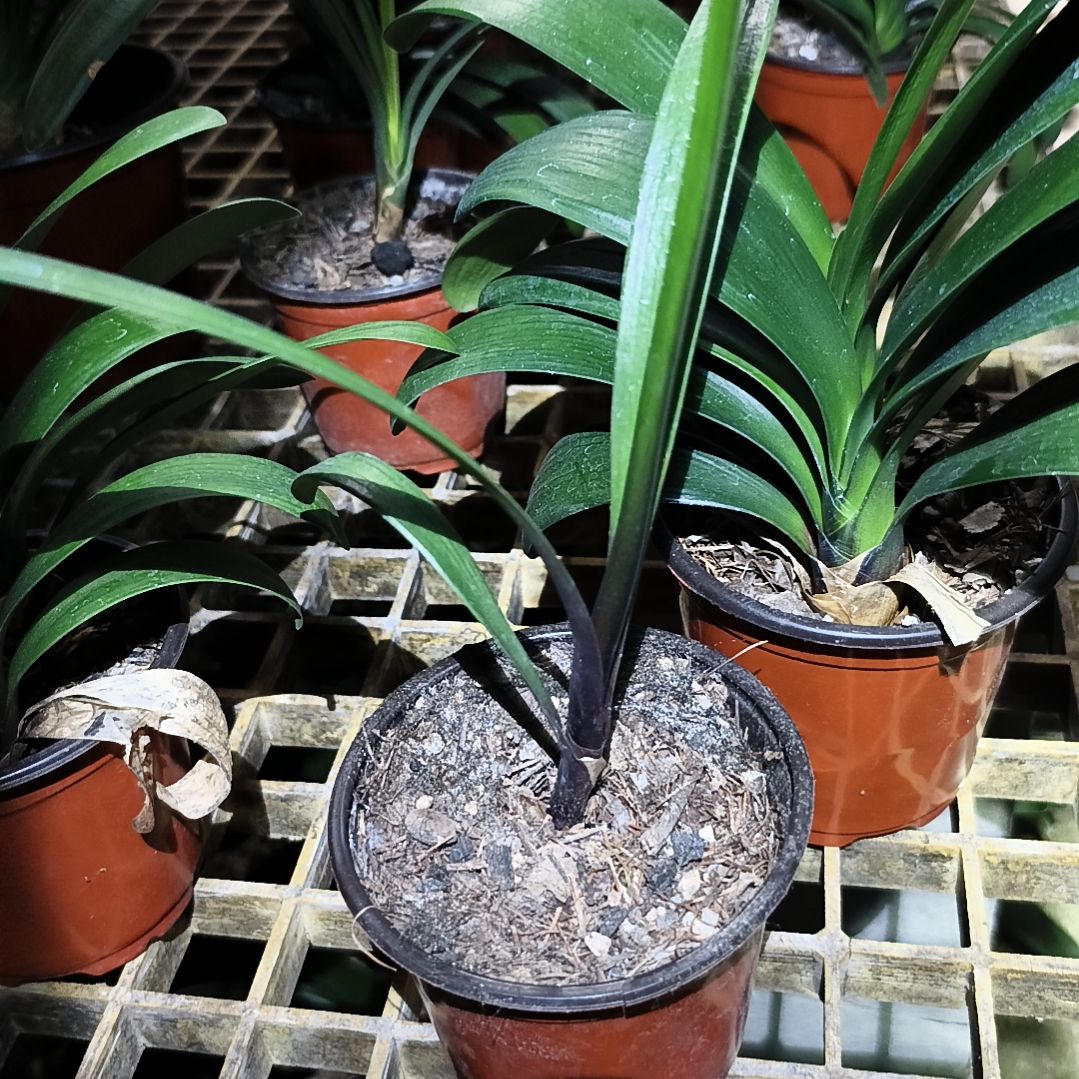 白***华当前无花栽培后可以开花德国红翻瓣小苗一颗