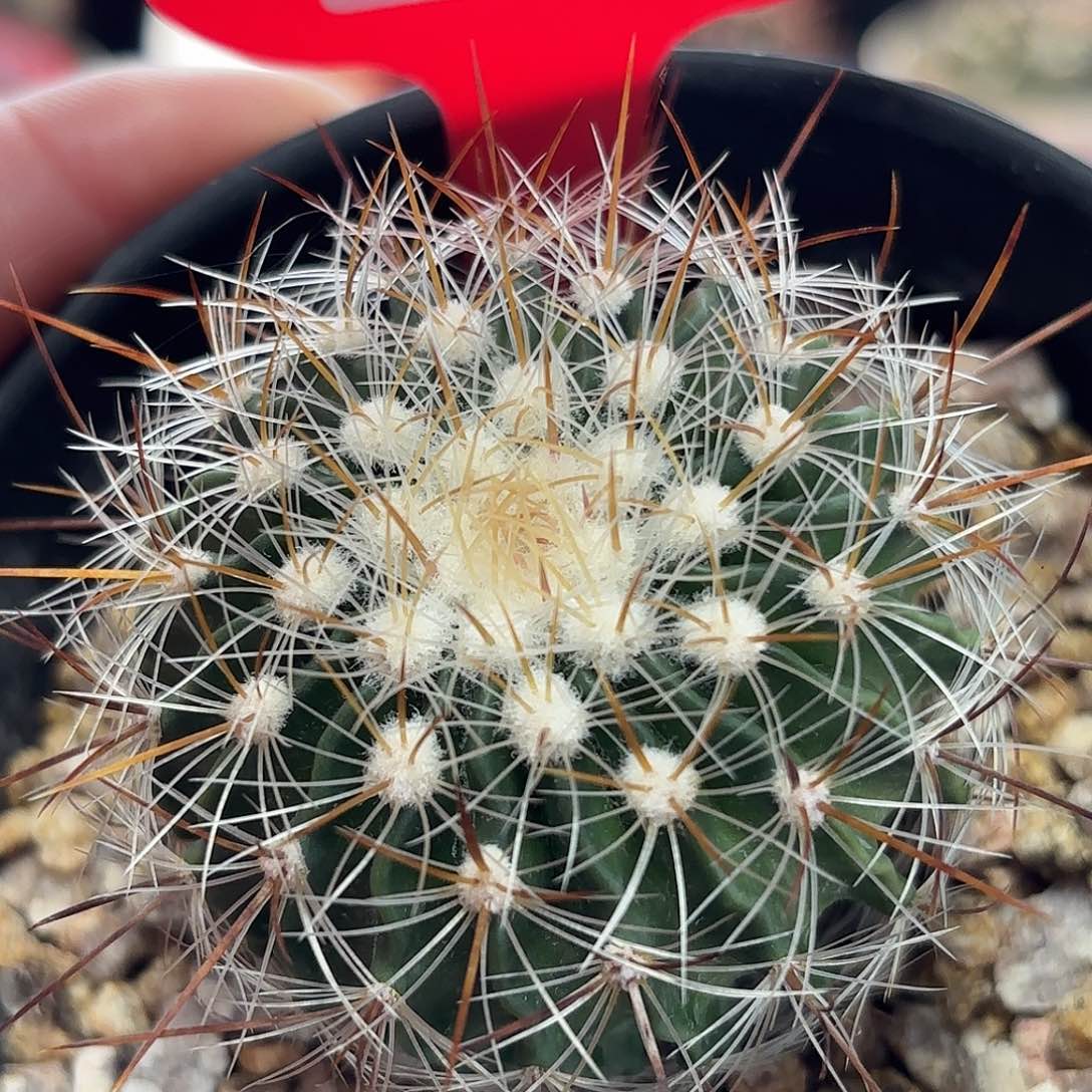 仙人球实生 雪溪多棱玉