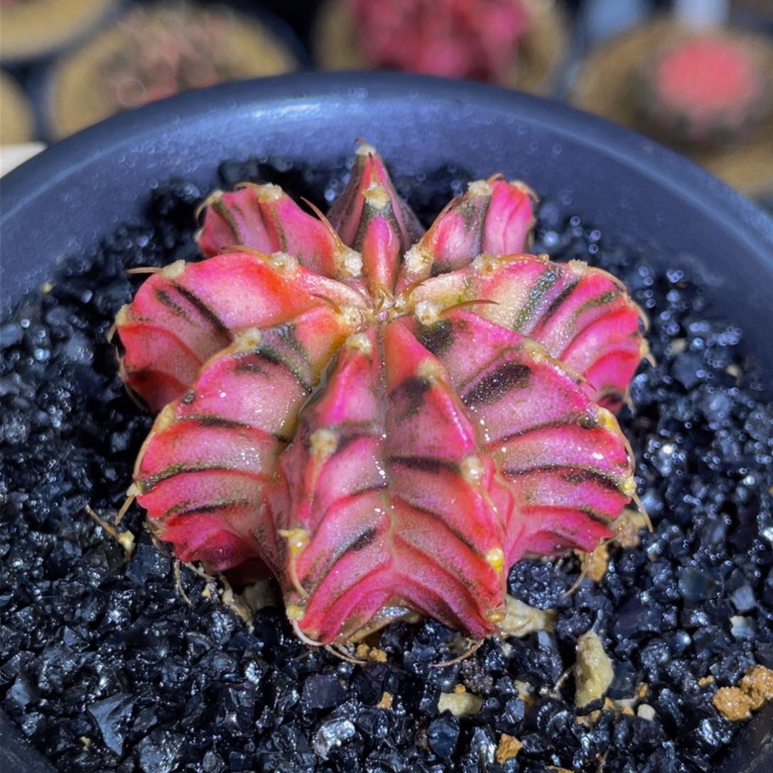 米哈星球0000000001021