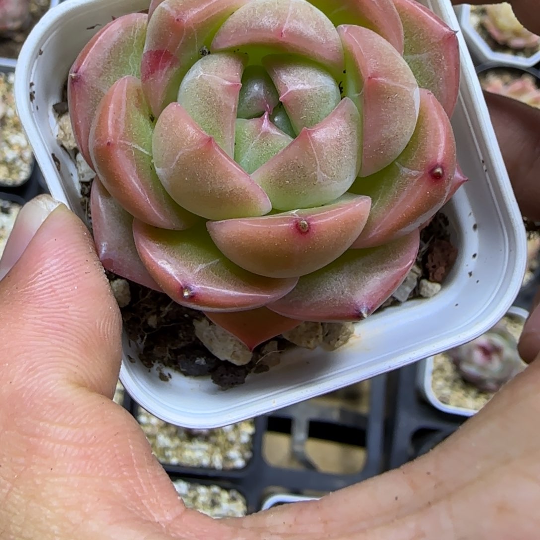 一物一拍麦秆珍妮03093
