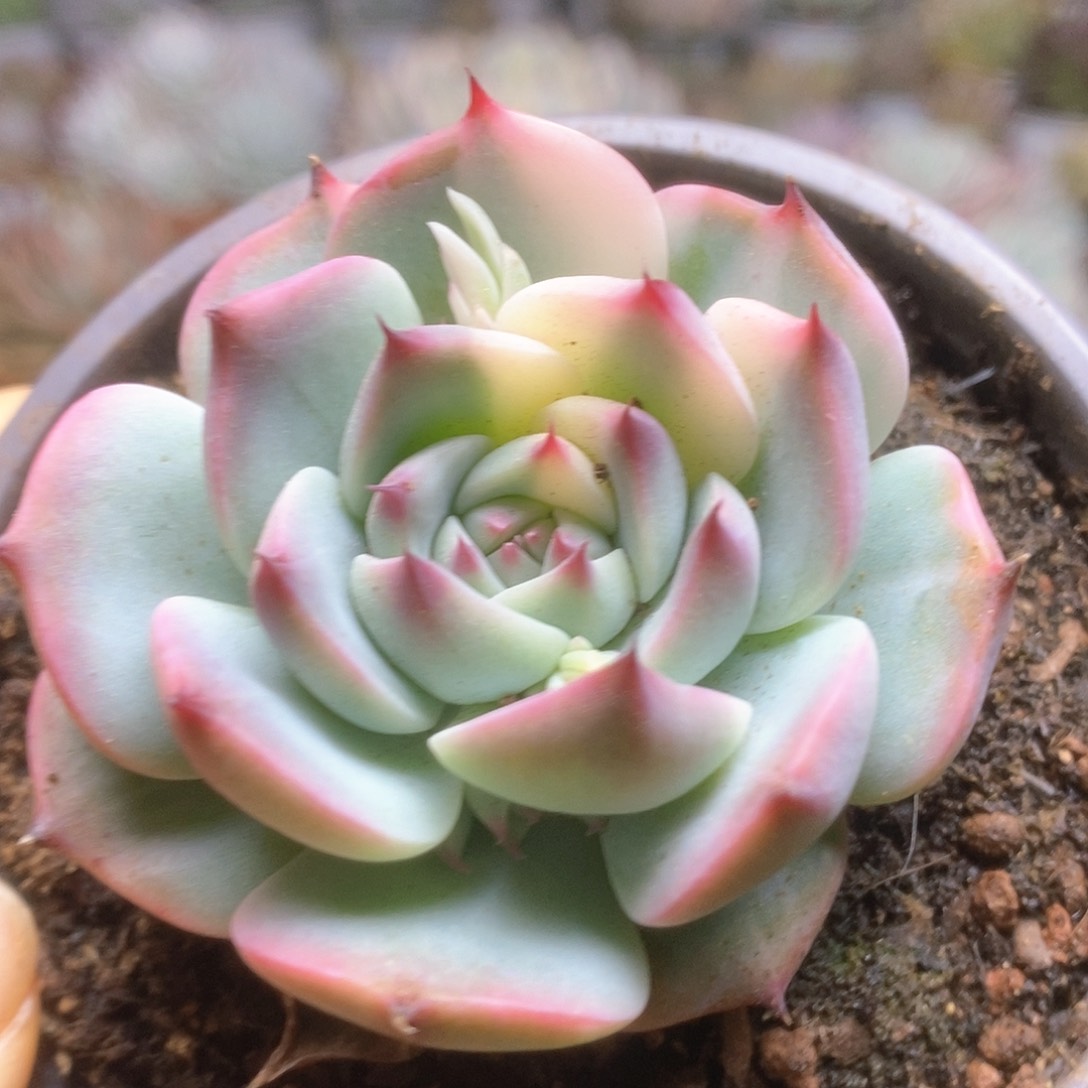 004锦锦锦锦锦锦锦锦