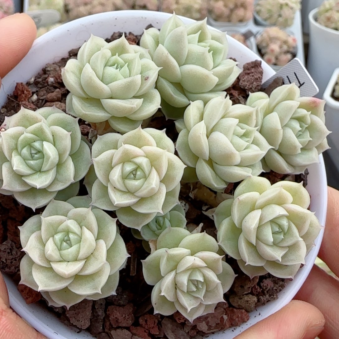 【闪购商品】0216-19（ttp-93）