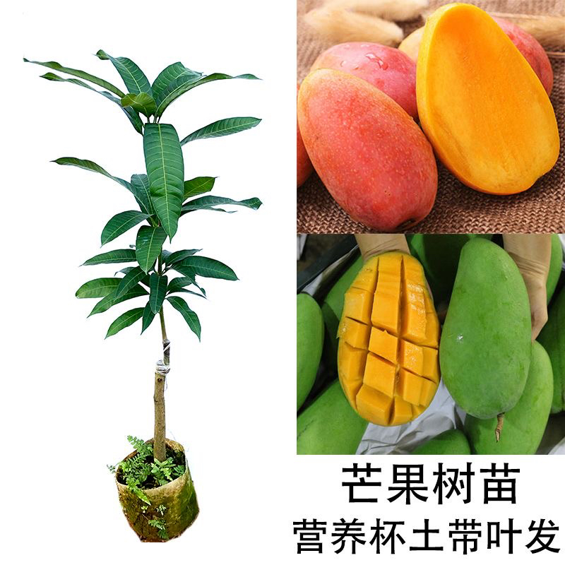芒果树嫁接金煌芒四季芒果树红贵妃当年结果庭院阳台盆栽好养