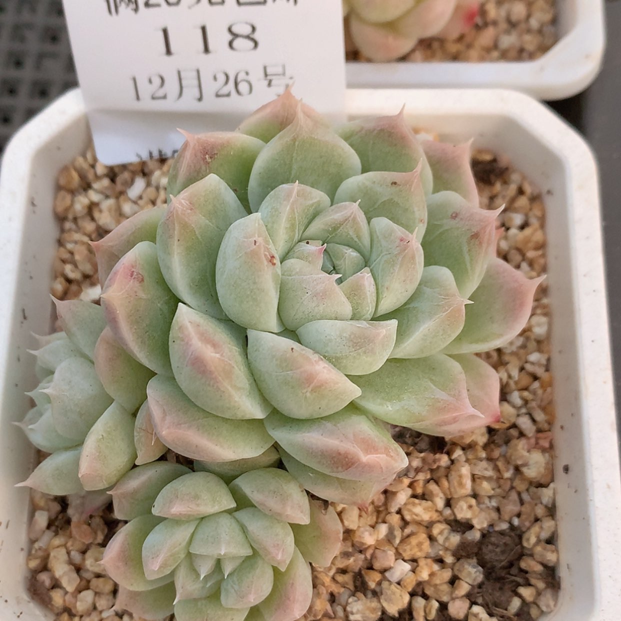 【闪购商品】云118号