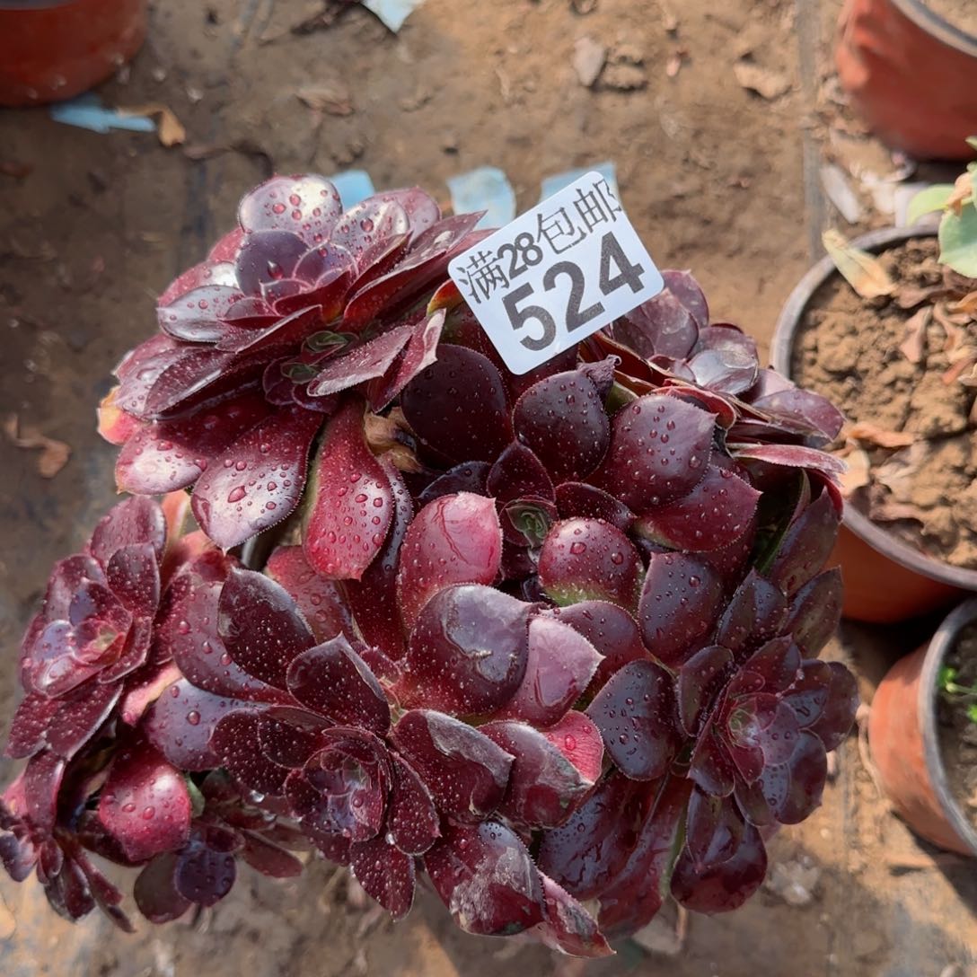 红玫瑰多肉524满28包邮断枝不包