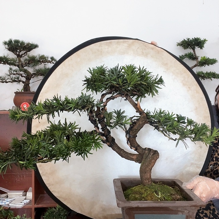 完全开放直播链接一物一拍