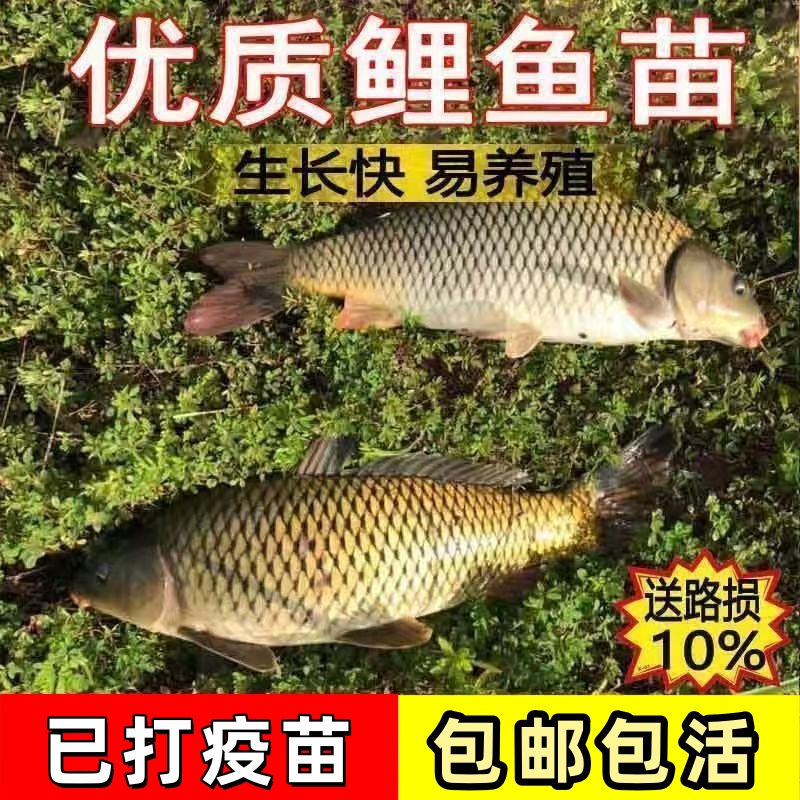 特大鲤鱼苗黄河大鲤鱼黄金鲤鱼稻田鲤鱼苗批发鲜活好养耐活可食用