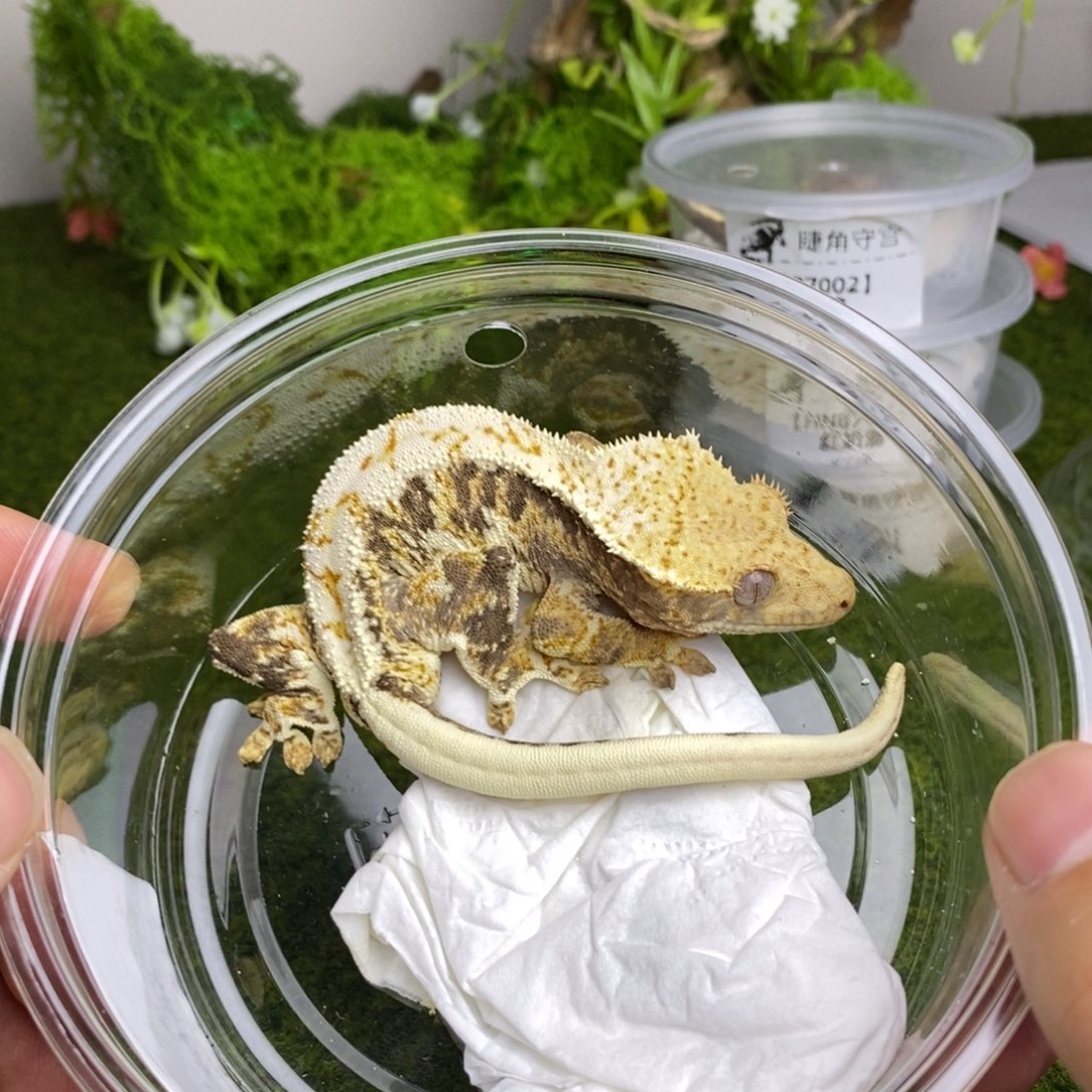 睫角守宫莉莉白20g公