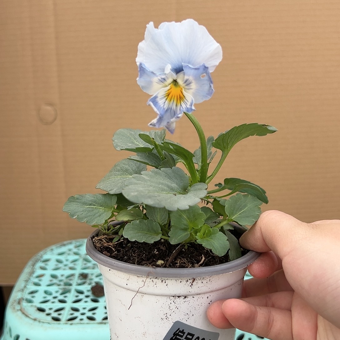 【闪购商品】完全开放084号