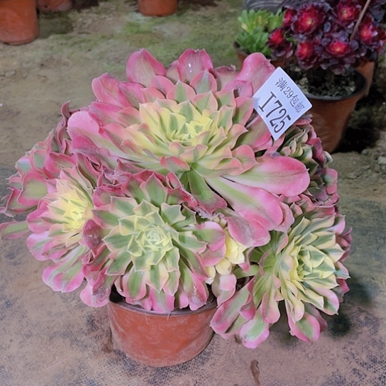 725白凤多肉植物