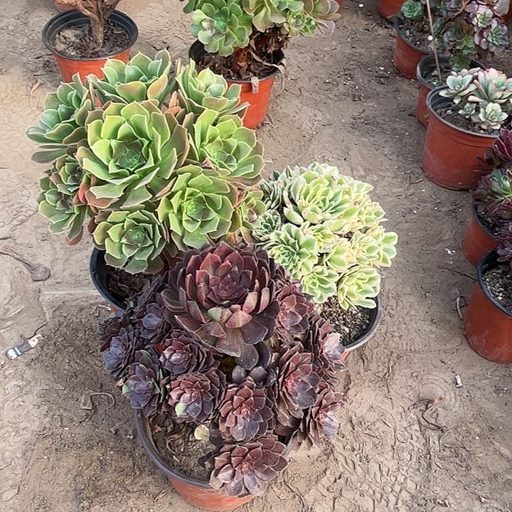 165多肉植物组合，