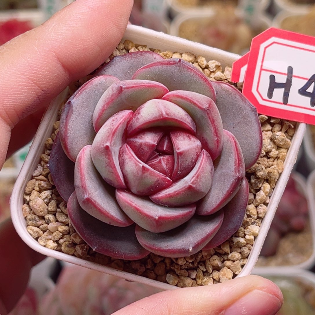 H491一物一拍 偷心