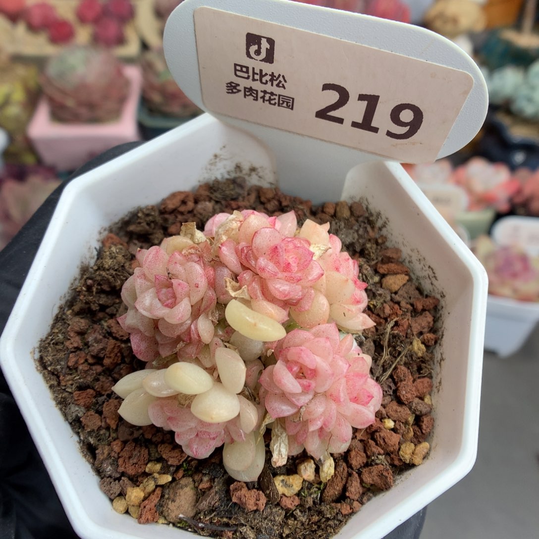 219 灯泡叶麦杆多肉