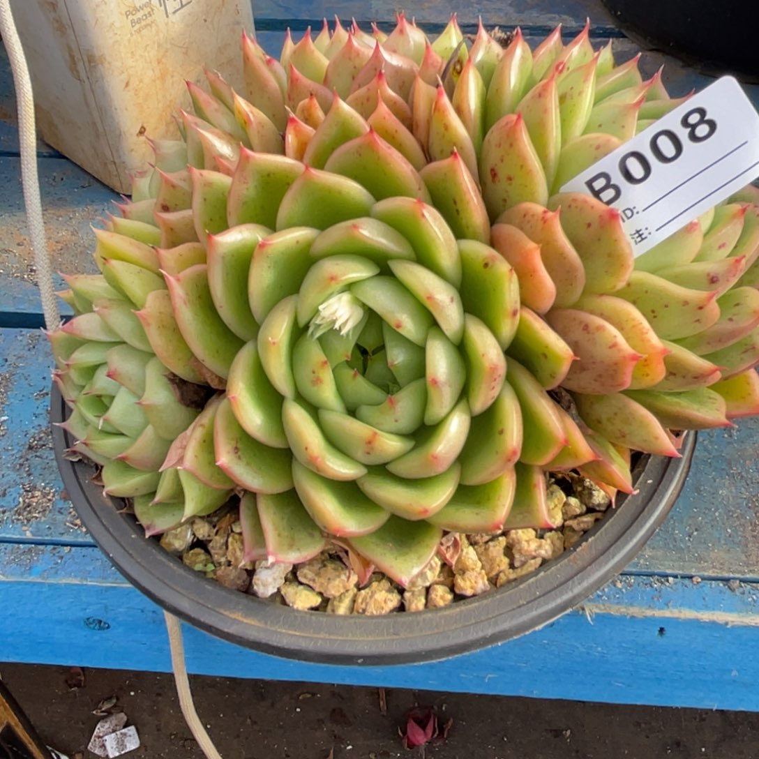 无花朵若如东云单拍D008