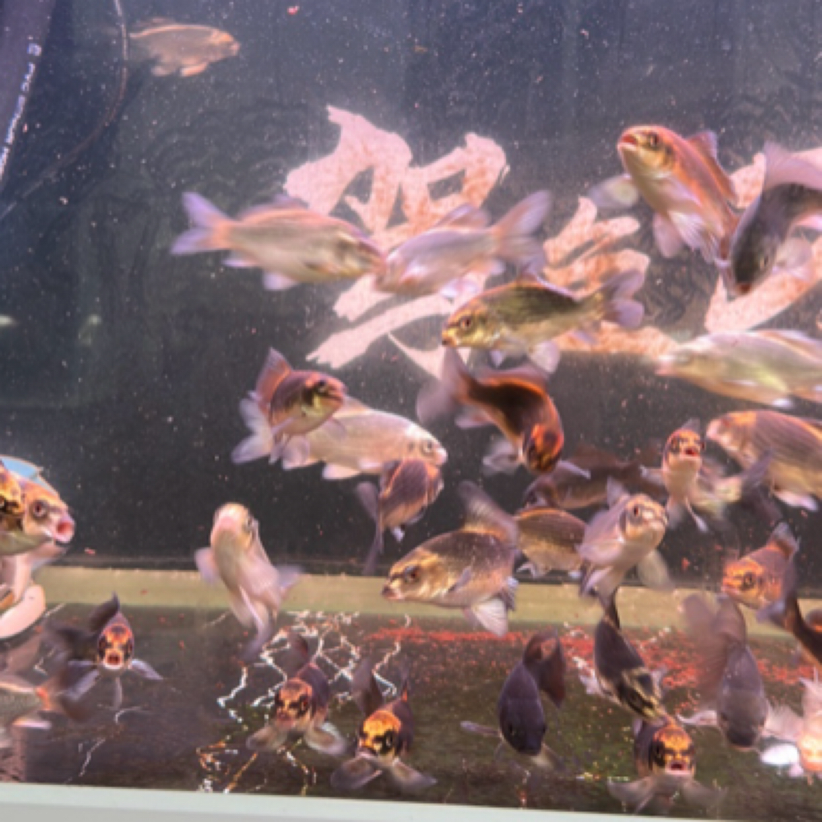 精挑精品熊猫蝴蝶鲤