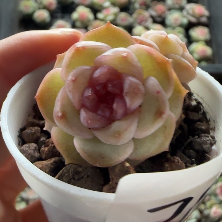 76好绝绝子一棵棵