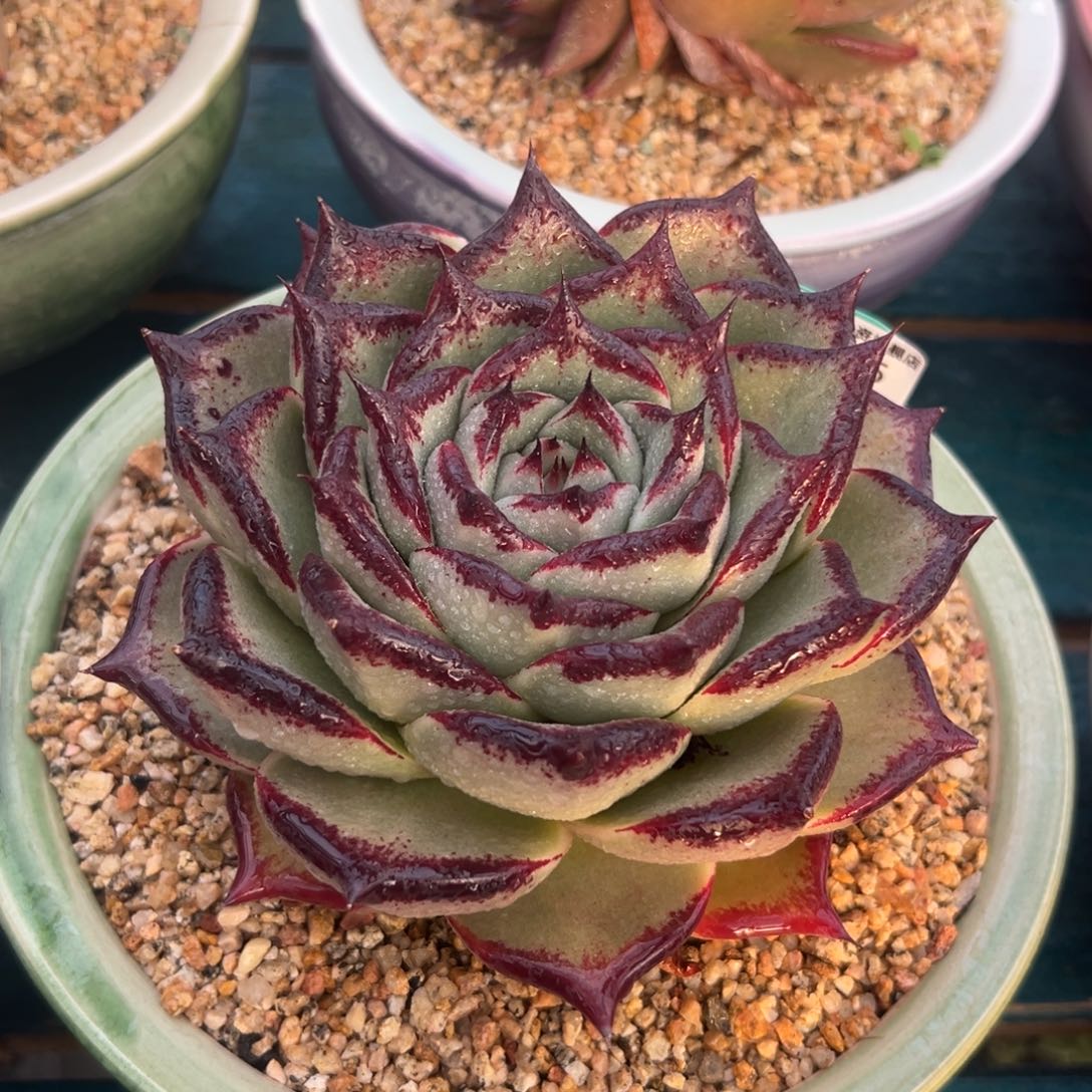 多肉一物一拍0305-95