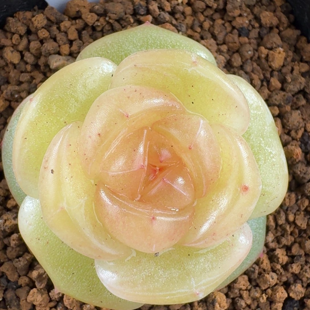 1211-15-图图单头一颗多肉