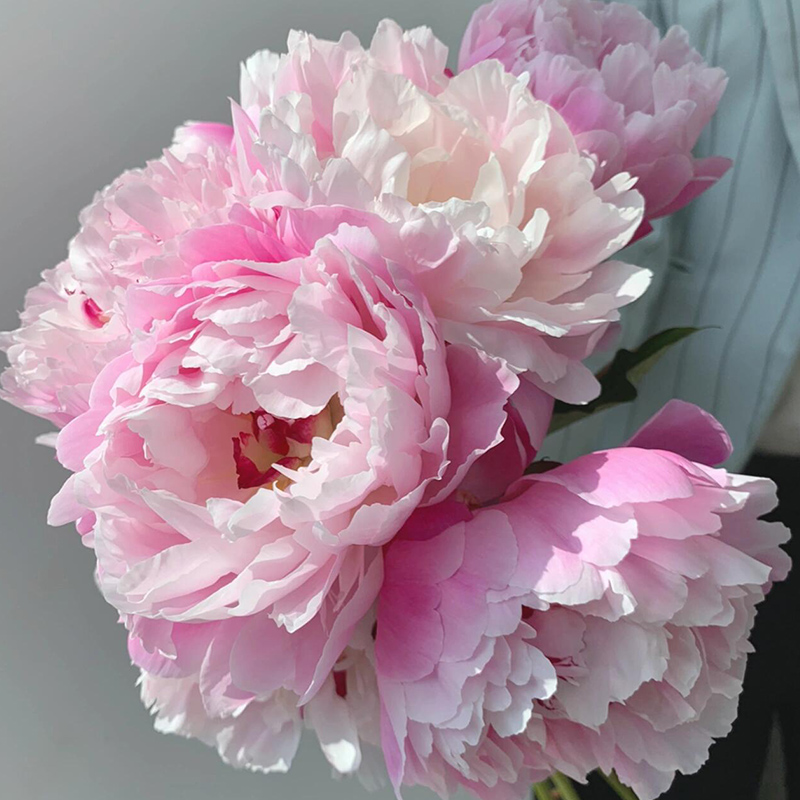 【粉岭红花-芍药花苗】重瓣芍药花苗带芽四季开花阳台庭院盆栽