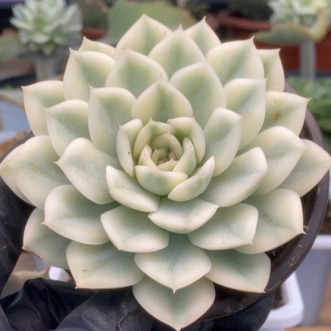 388月亮仙子锦锦锦锦锦