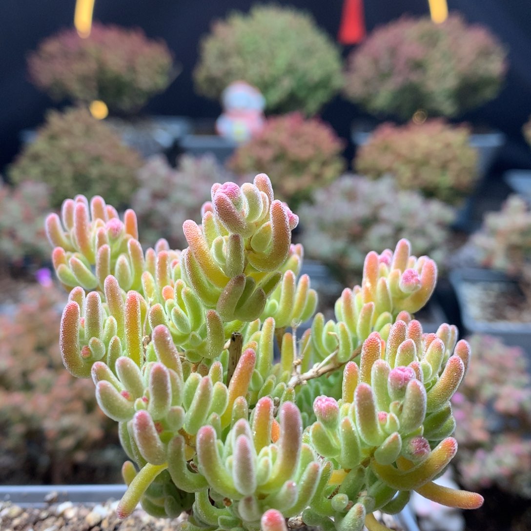 B290白霜枝干番杏