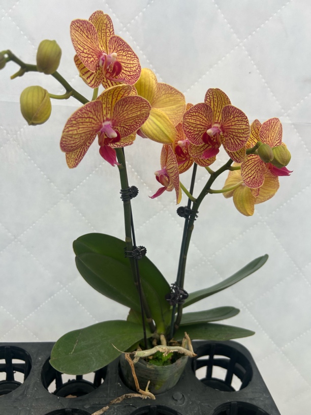 （黄金甲02）蝴蝶兰 花期长 好养护