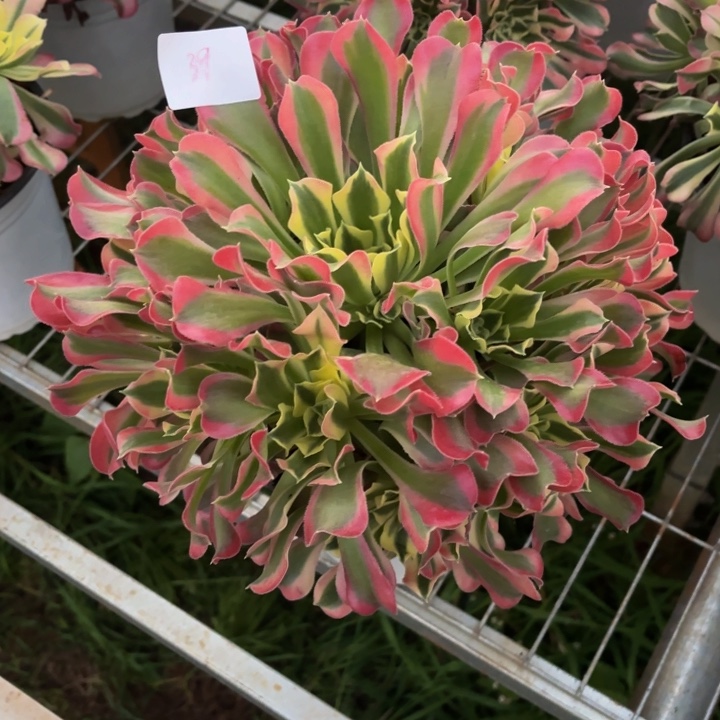 云南雨花石法师多肉39号