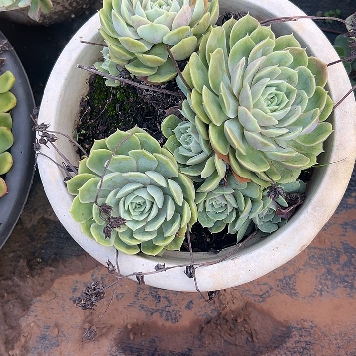 想***猫多肉植物实物直播实物239