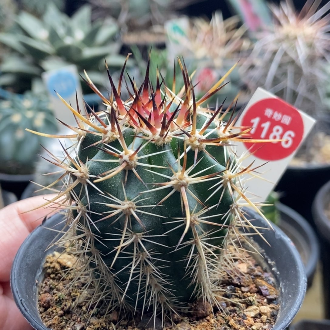 实生林氏幻虾4.5cm