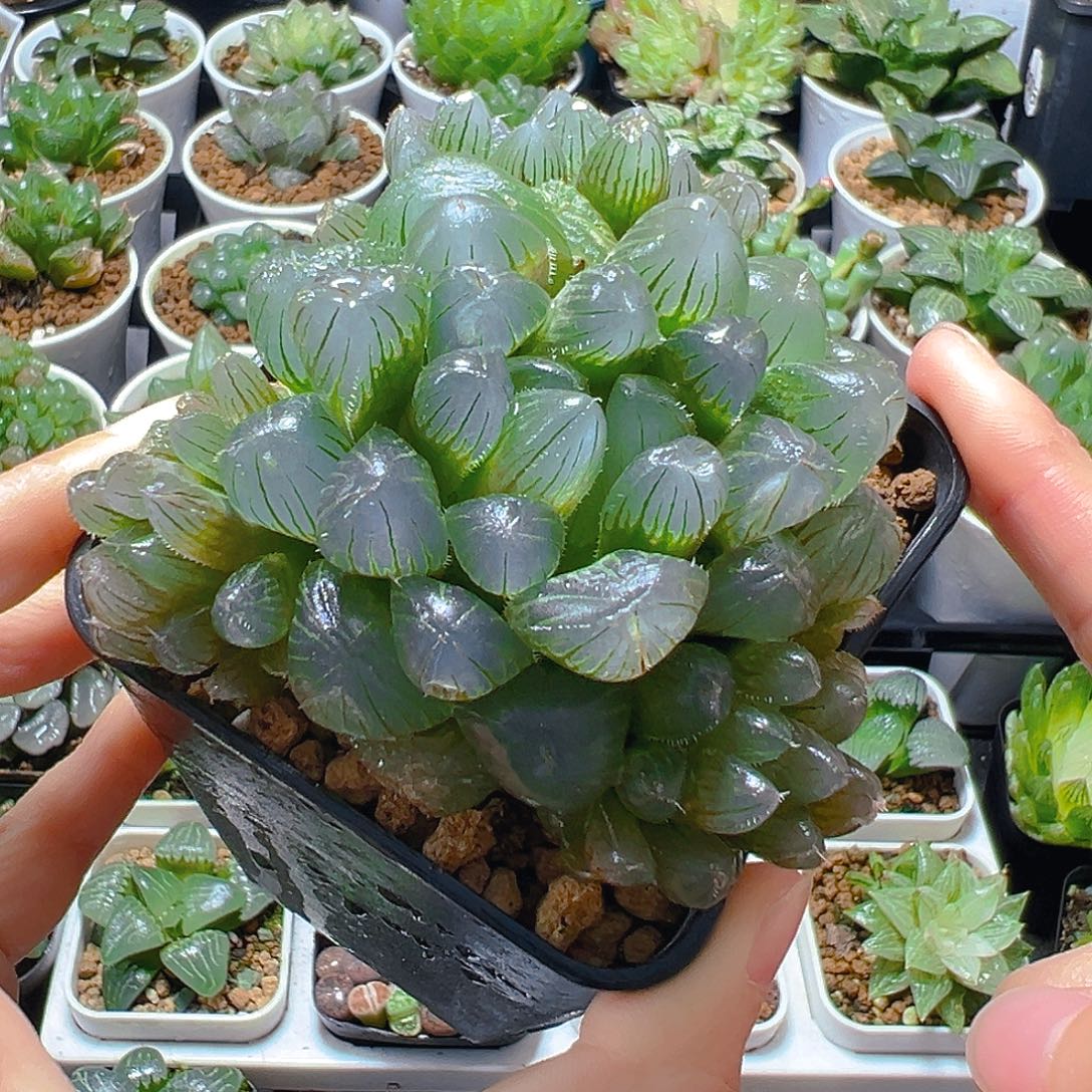 5976多肉植物一颗多肉