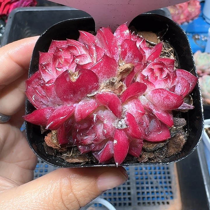 妖姬多肉植物462