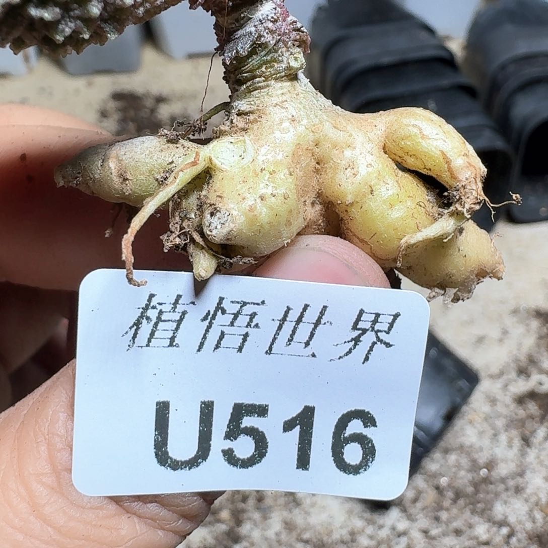516号多肉植物哇cv