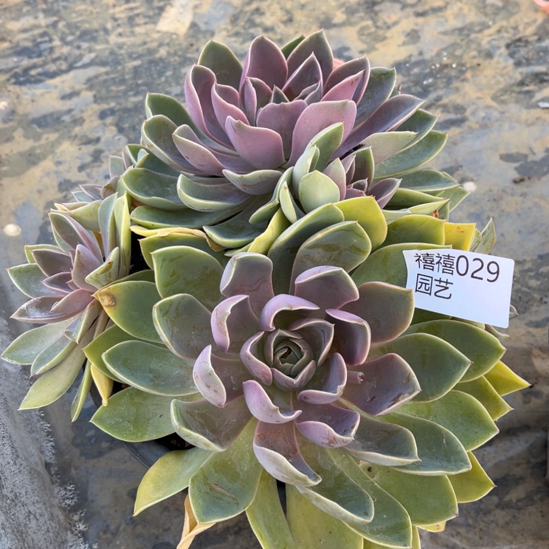 029紫气东来多肉植物。