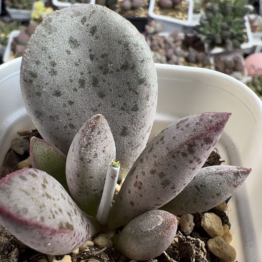 实生新品大苗多肉植物水泡