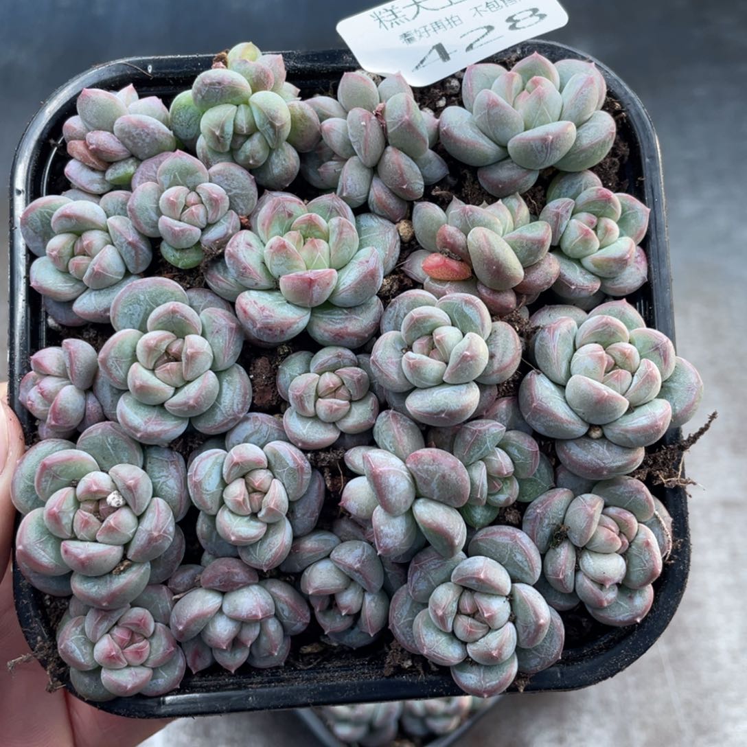 糕大上多肉植物428