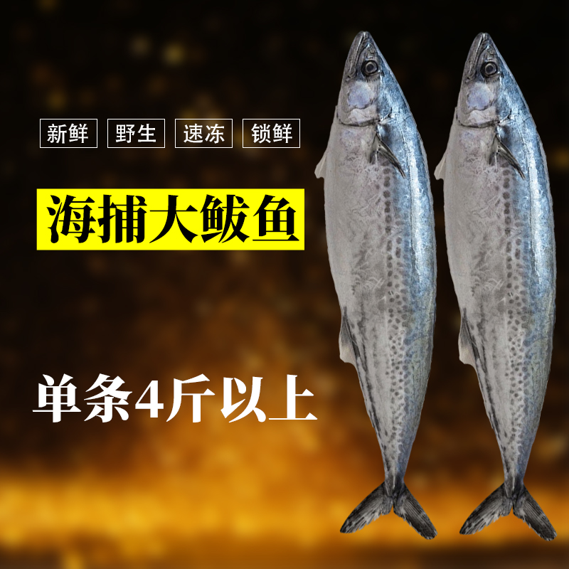 超大号单条燕鲅鱼新鲜海捕蓝点马鲛鱼鲜活燕尾鱼特大号燕鱼野生