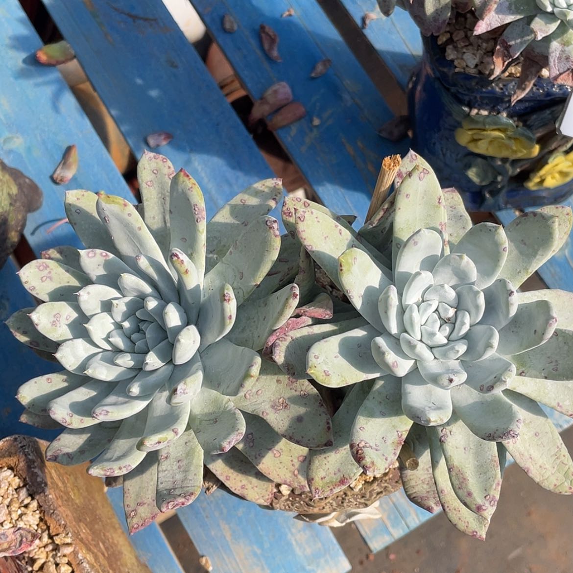 【闪购商品】赛丽娜