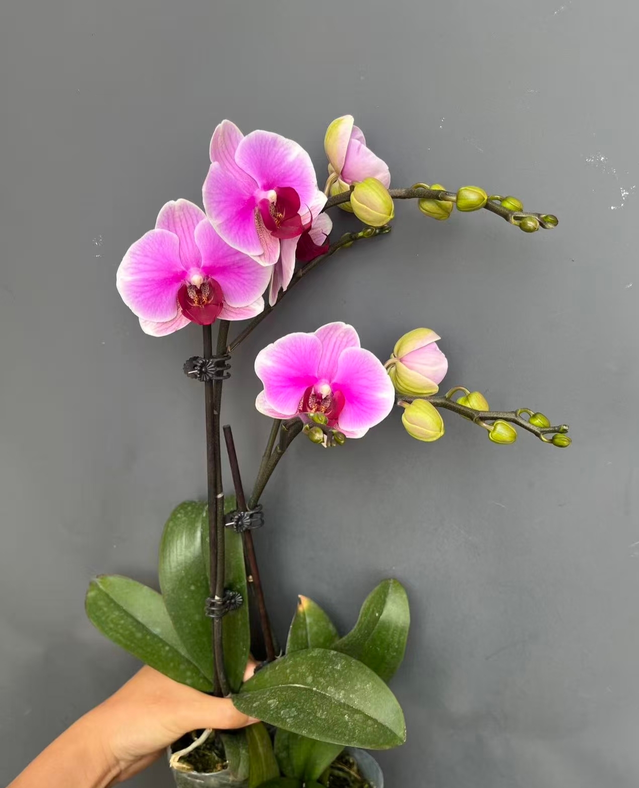 超级宝贝单双花剑中花精品兰花开花株带花带花苞