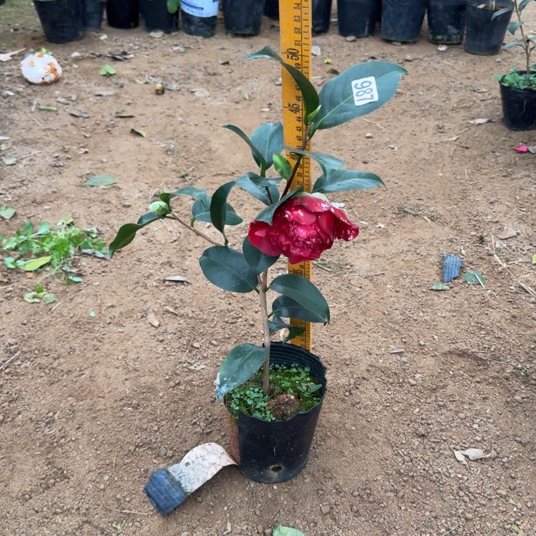 少量花朵（建议范围：2朵-5朵 或40%以下）987云斑