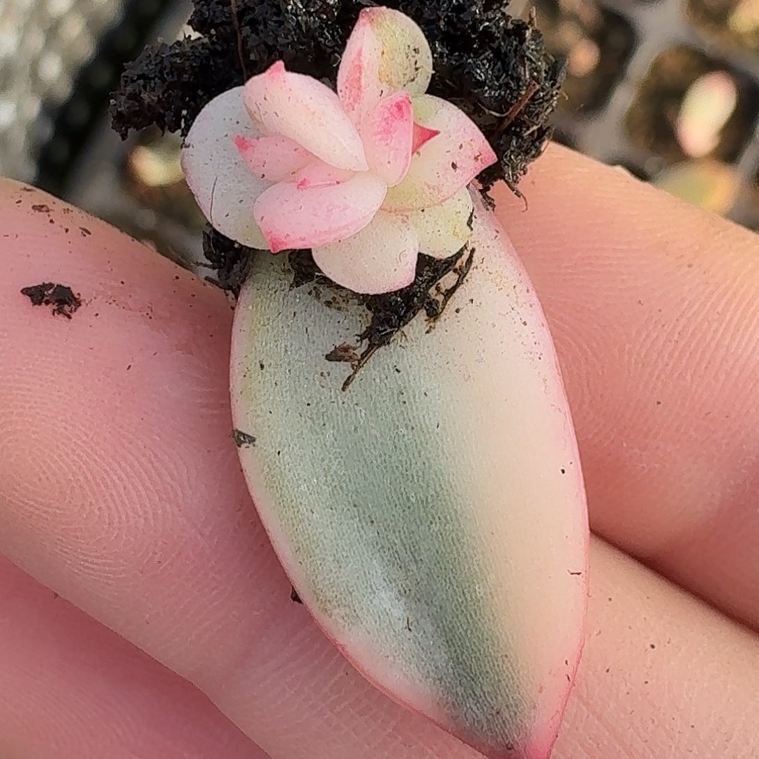 花脸盲盒锦一物一拍