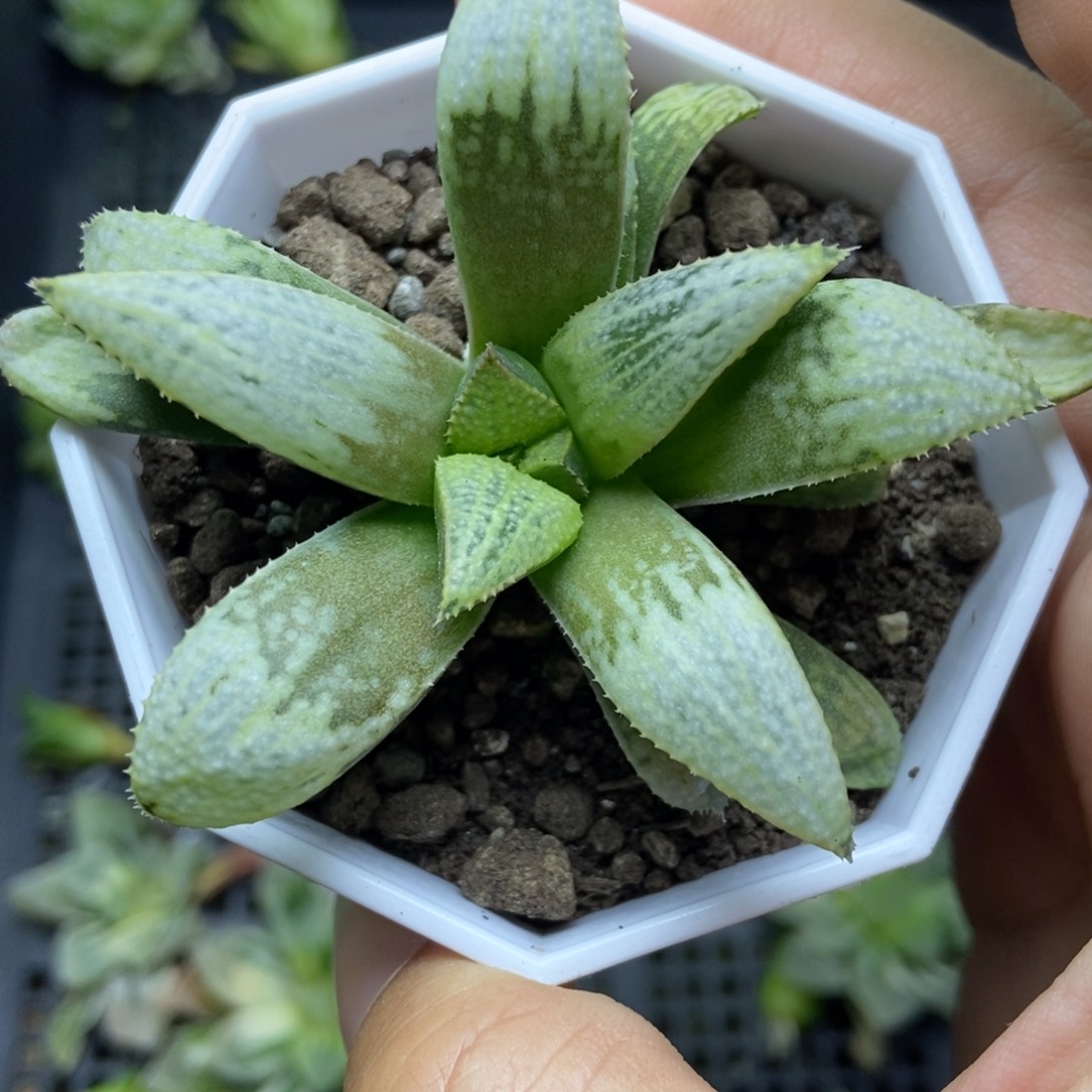 是是是是是是是是是寿