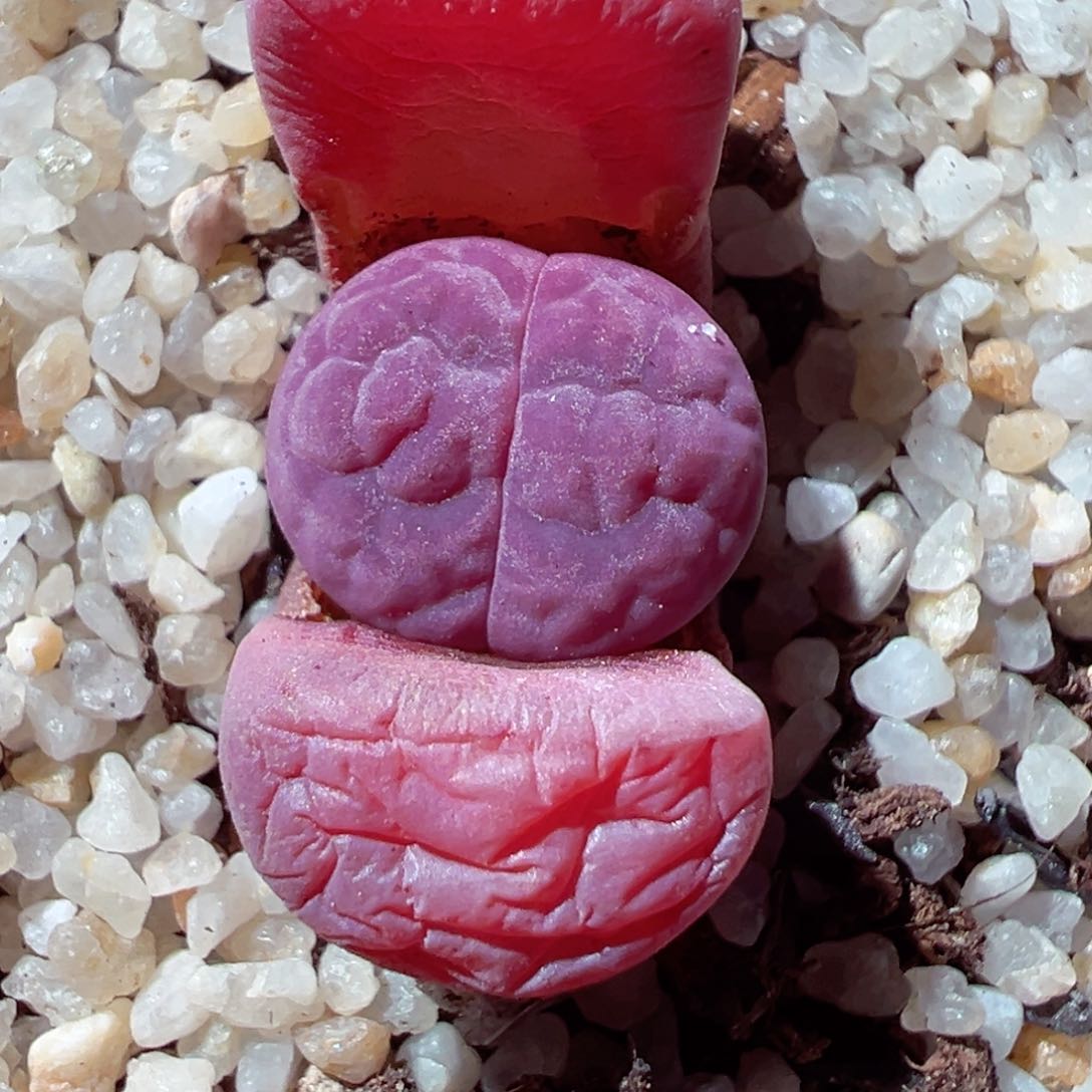 115-428.多肉阿克玫瑰