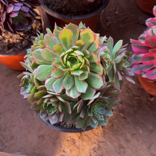 万花筒9.9多肉植物