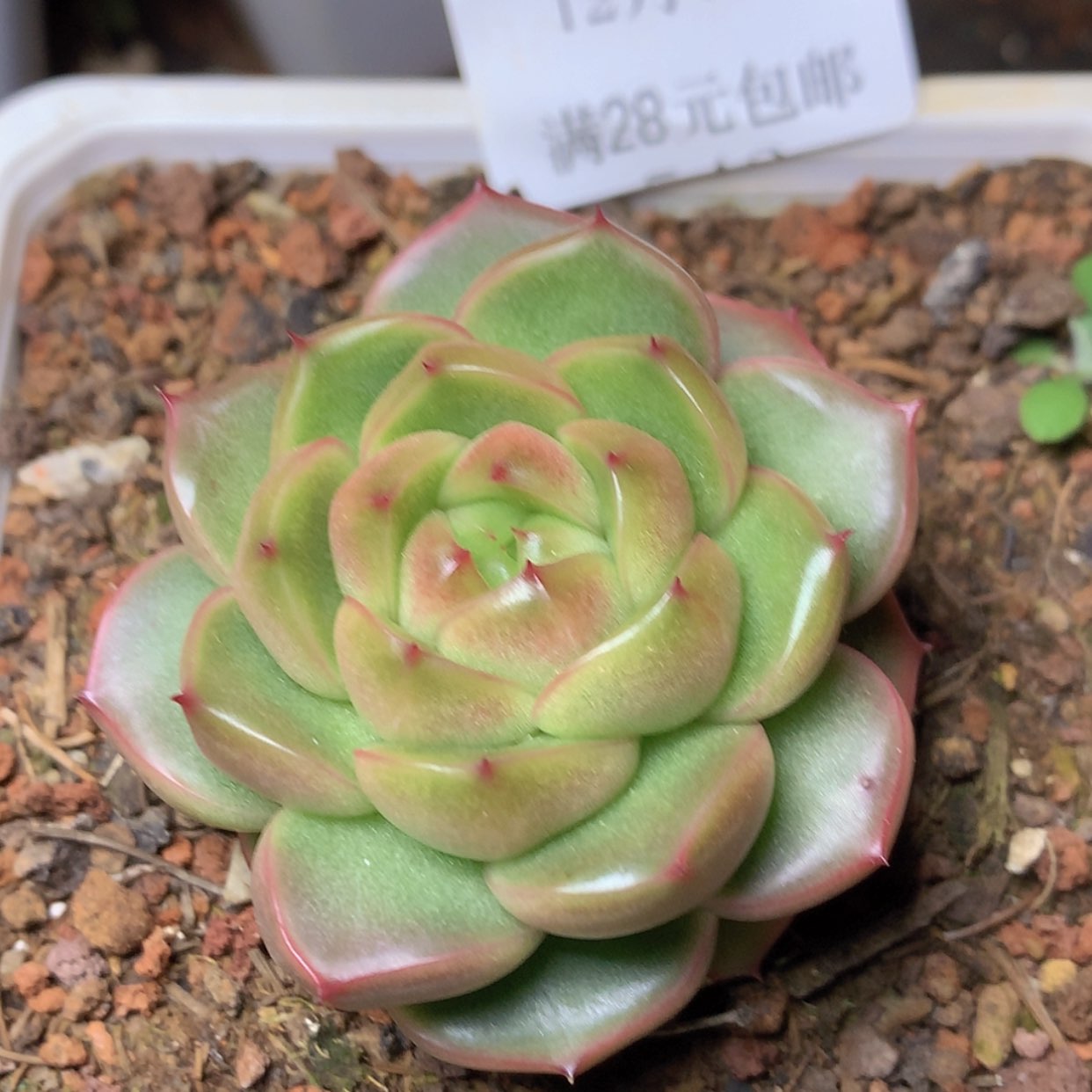 【闪购商品】云541号