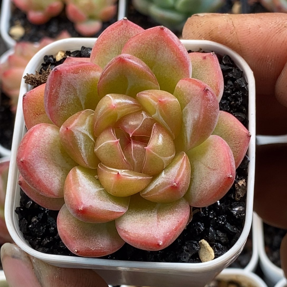 天官赐福百无禁忌